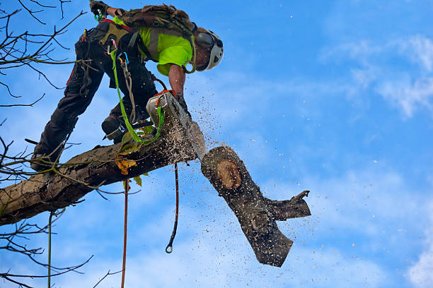 How Our Tree Care Process Works  in  Mannington, WV